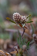 David Plant Photography - Wildlife Photography - Twin-flowered clover - A