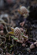 David Plant Photography - Wildlife Photography - Twin-flowered clover - C