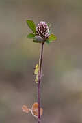 David Plant Photography - Wildlife Photography - Twin-flowered clover - D