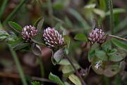 David Plant Photography - Wildlife Photography - Twin-flowered clover - E