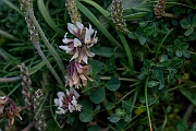 David Plant Photography - Wildlife Photography - Western clover - D