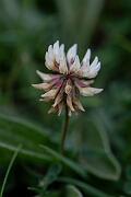 David Plant Photography - Wildlife Photography - Western clover - E