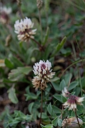 David Plant Photography - Wildlife Photography - Western clover - H