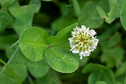 David Plant Photography - Wildlife Photography - White clover - A