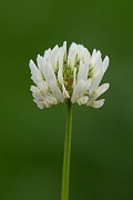 David Plant Photography - Wildlife Photography - White clover - B
