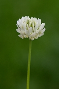 David Plant Photography - Wildlife Photography - White clover - C