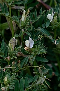 David Plant Photography - Wildlife Photography - Yellow vetch - A