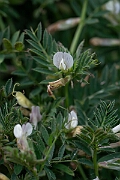 David Plant Photography - Wildlife Photography - Yellow vetch - B