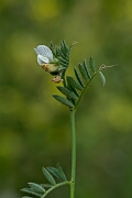 David Plant Photography - Wildlife Photography - Yellow vetch - E