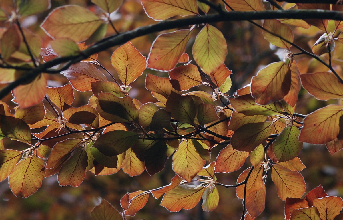 David Plant Photography - Wildlife Photographer - Copper beech - A.JPG - Copper beech - Cotswolds
