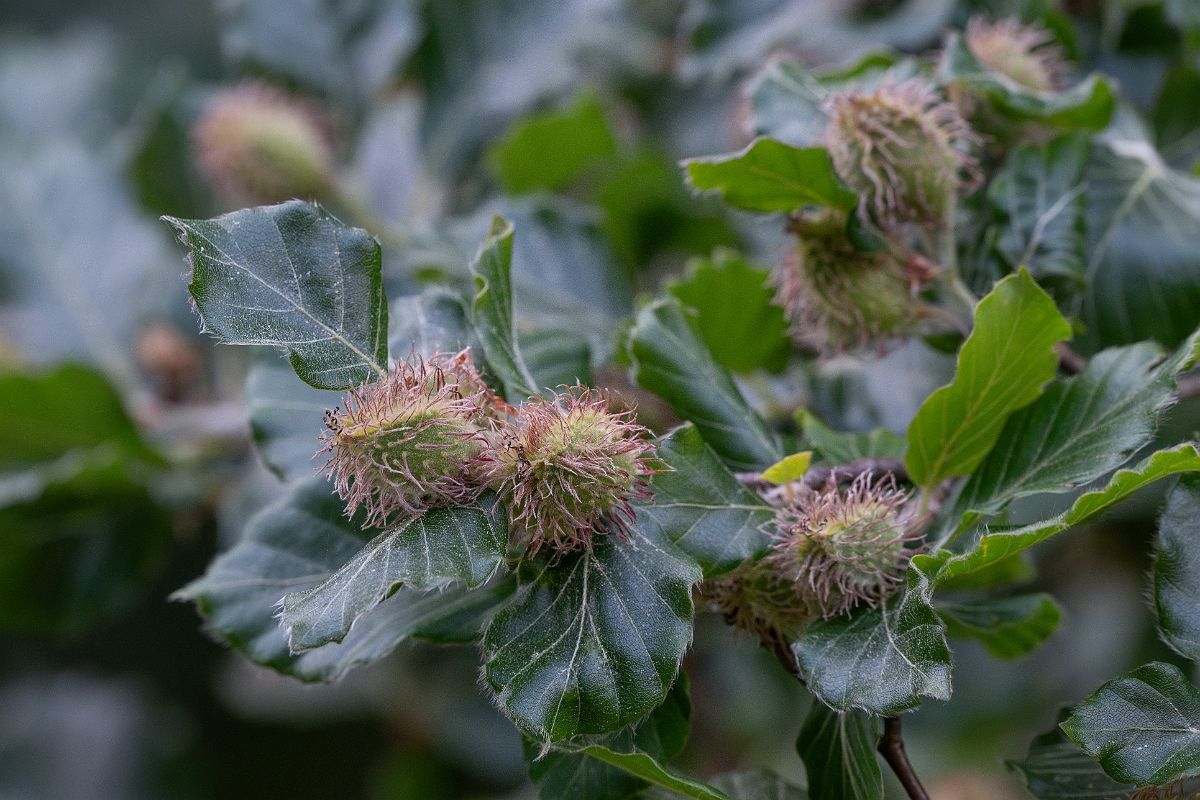 David Plant Photography - Wildlife Photography - Beech - A.jpg - Beech - Suffolk
