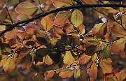 David Plant Photography - Wildlife Photographer - Copper beech - A