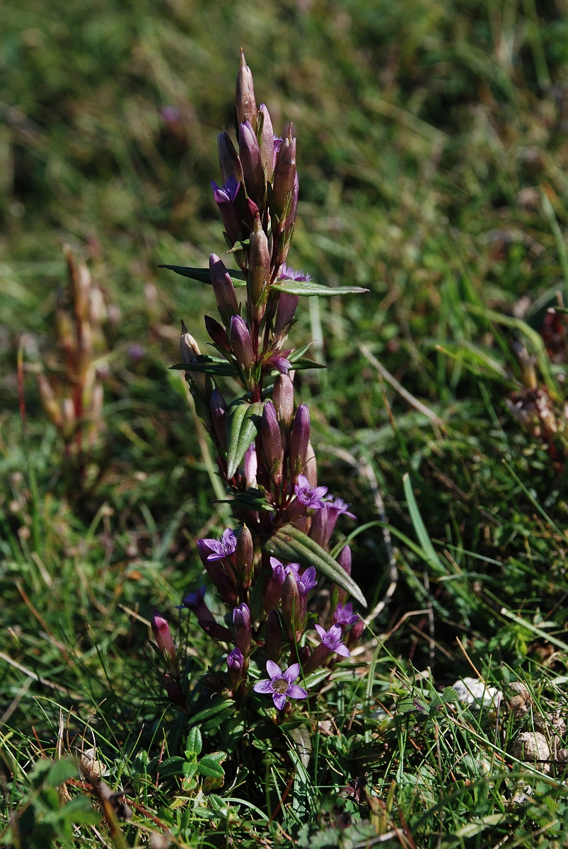David Plant Photography - Wildlife Photographer - Autumn gentian - A.JPG - Autumn gentian - Bedfordshire