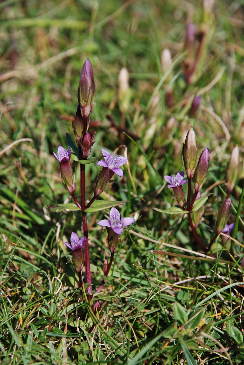 David Plant Photography - Wildlife Photographer - Autumn gentian - B.JPG - Autumn gentian - Bedfordshire