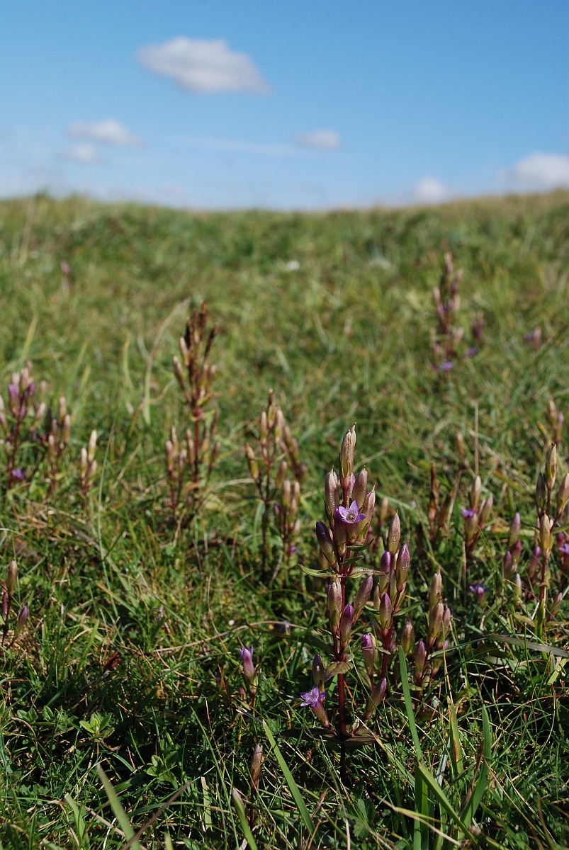 David Plant Photography - Wildlife Photographer - Autumn gentian - C.JPG - Autumn gentian - Bedfordshire
