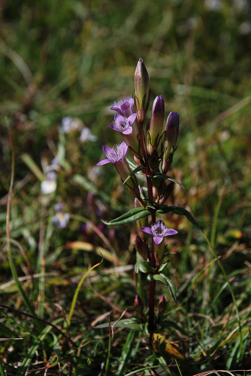 David Plant Photography - Wildlife Photographer - Autumn gentian - D.JPG - Autumn gentian - Bedfordshire
