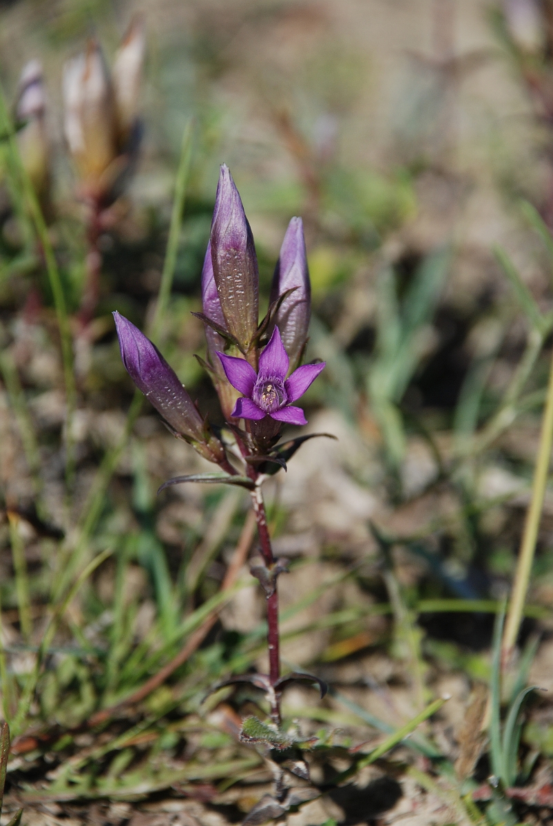 David Plant Photography - Wildlife Photographer - Chiltern gentian - C.JPG - Chiltern gentian - Bedfordshire