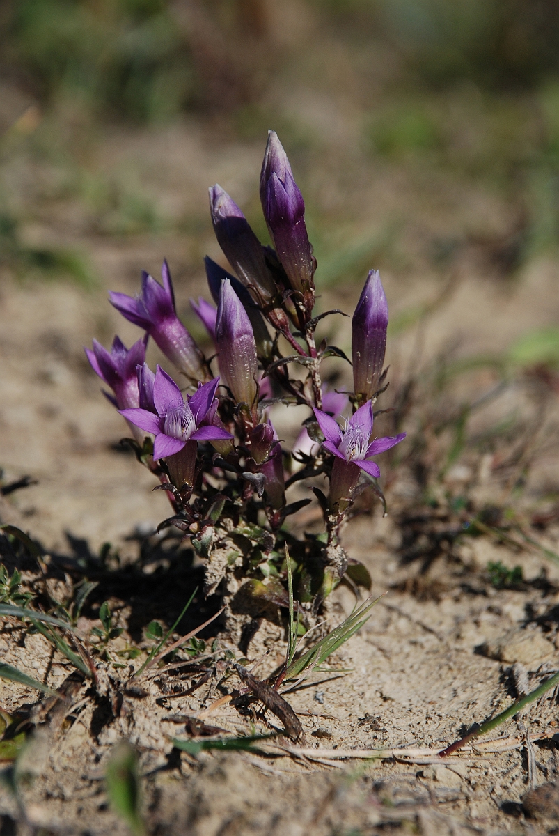David Plant Photography - Wildlife Photographer - Chiltern gentian - D.JPG - Chiltern gentian - Bedfordshire