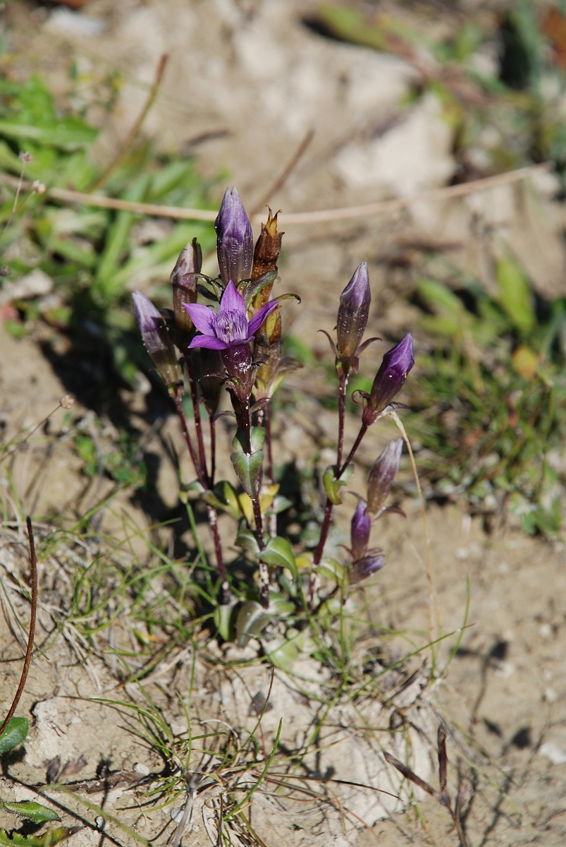 David Plant Photography - Wildlife Photographer - Chiltern gentian - H.JPG - Chiltern gentian - Bedfordshire
