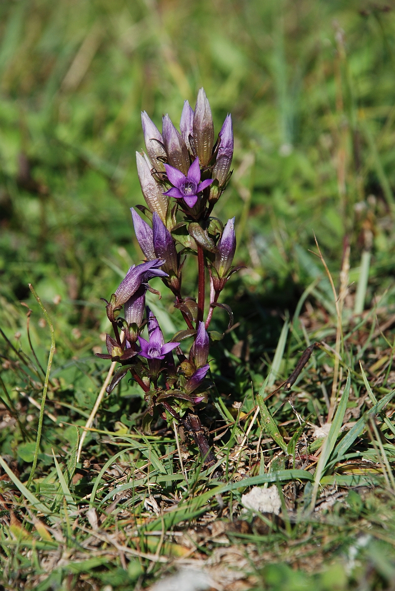 David Plant Photography - Wildlife Photographer - Chiltern gentian - I.JPG - Chiltern gentian - Bedfordshire