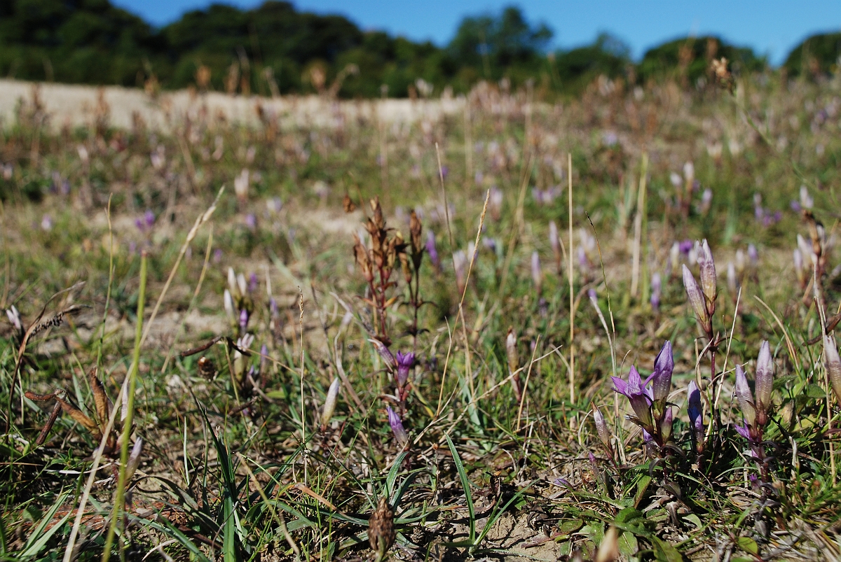David Plant Photography - Wildlife Photographer - Chiltern gentians - A.JPG - Chiltern gentian - Bedfordshire