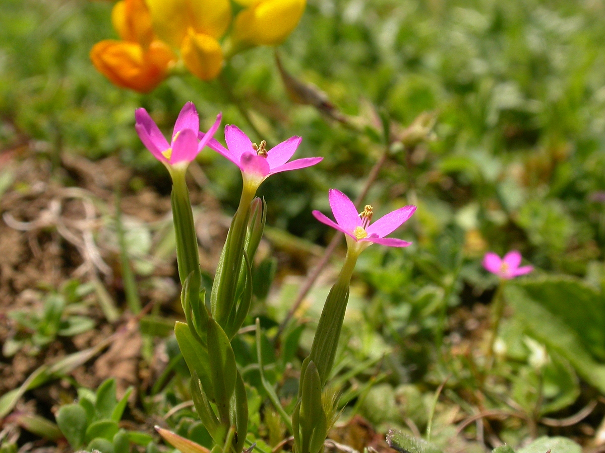 David Plant Photography - Wildlife Photographer - Lesser  centaury - A.jpg - Lesser centaury - Somerset