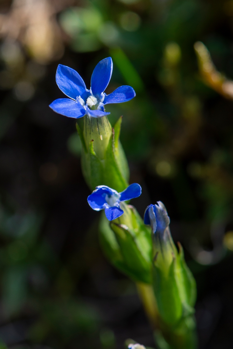 David Plant Photography - Wildlife Photography - Alpine gentian - A.JPG - Alpine gentian - Perthshire