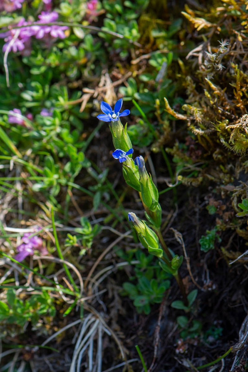 David Plant Photography - Wildlife Photography - Alpine gentian - B.JPG - Alpine gentian - Perthshire