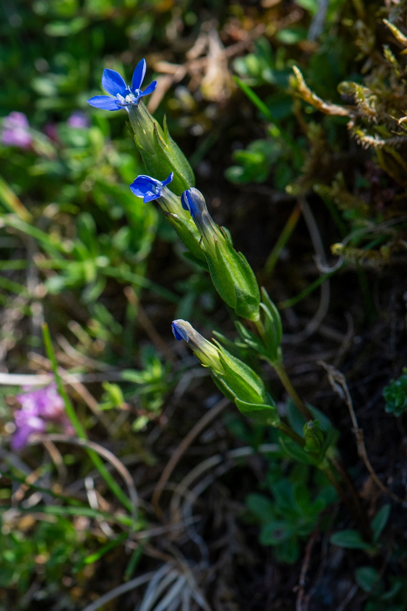 David Plant Photography - Wildlife Photography - Alpine gentian - C.JPG - Alpine gentian - Perthshire