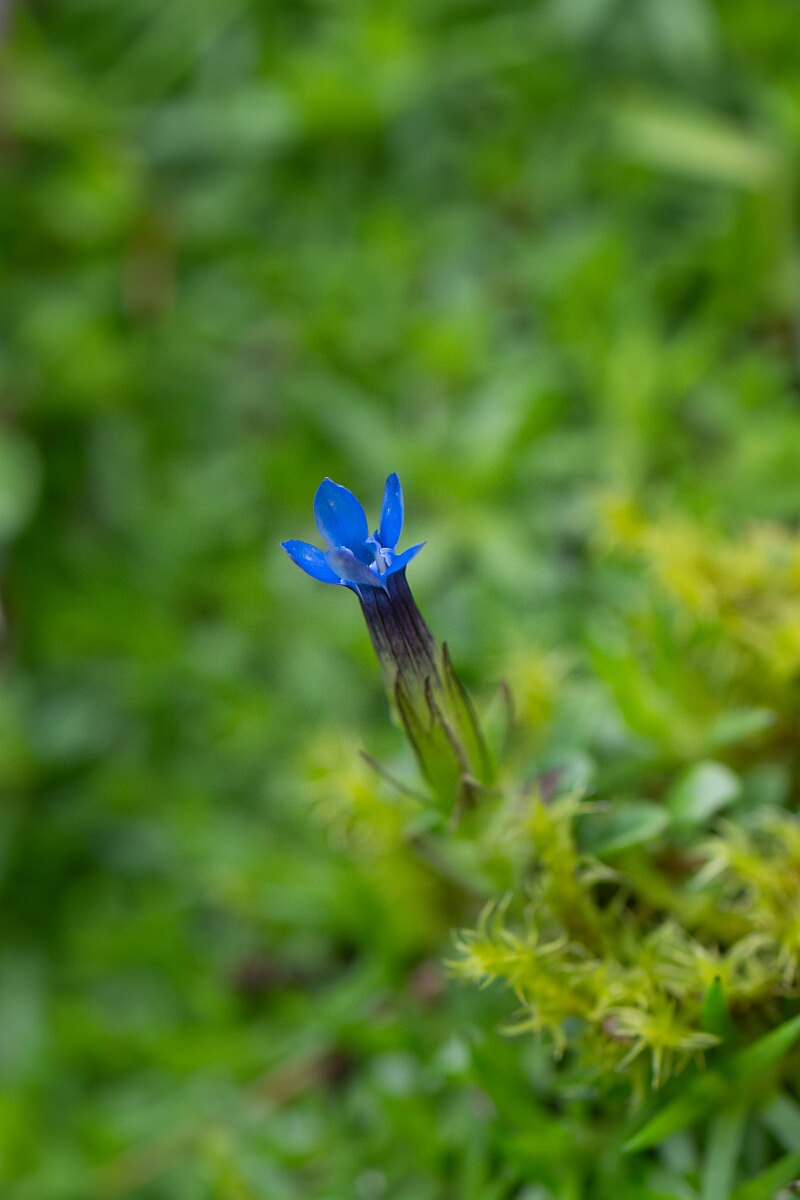 David Plant Photography - Wildlife Photography - Alpine gentian - D.jpg - Alpine gentian - Perthshire