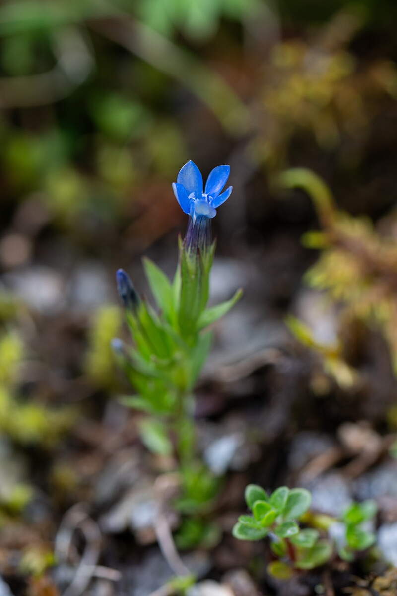 David Plant Photography - Wildlife Photography - Alpine gentian - E.jpg - Alpine gentian - Perthshire