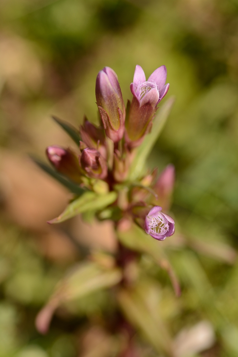 David Plant Photography - Wildlife Photography - Autumn gentian - E.jpg - Autumn gentian - Bedfordshire