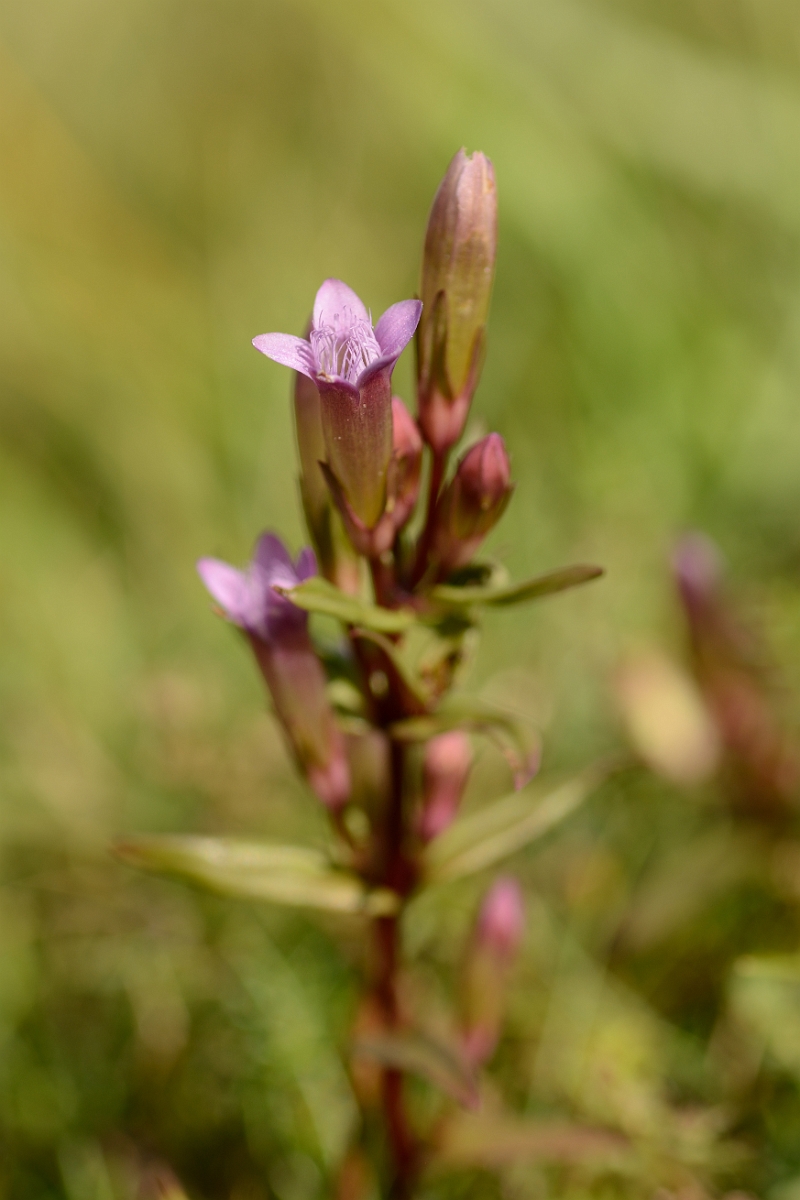 David Plant Photography - Wildlife Photography - Autumn gentian - F.jpg - Autumn gentian - Bedfordshire