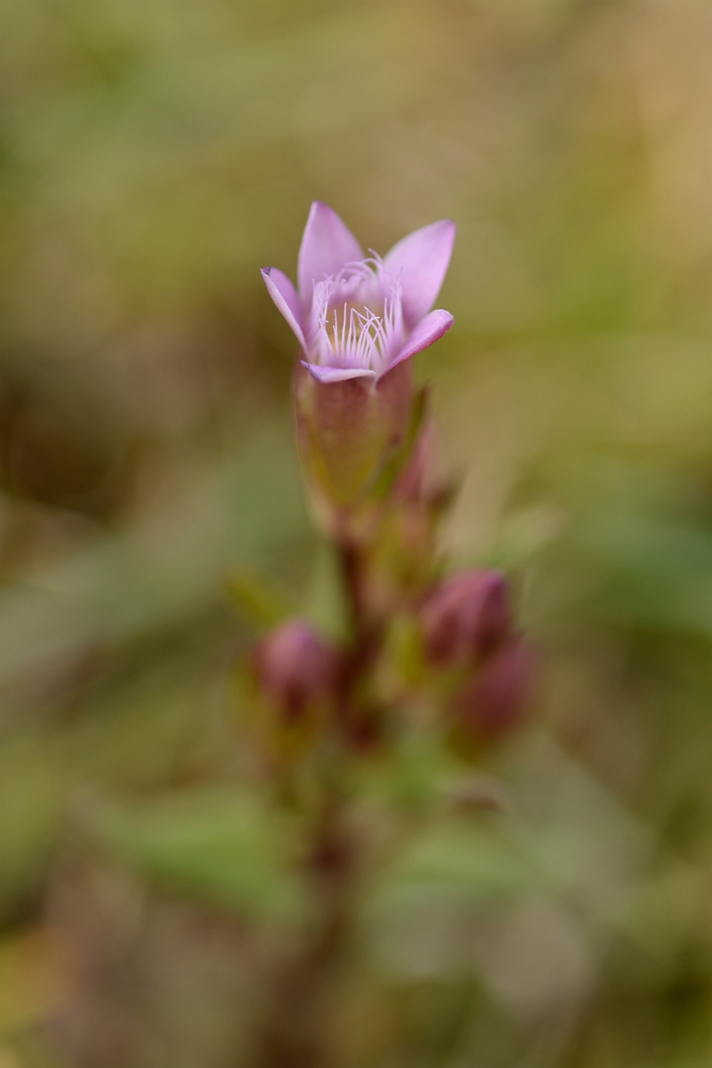 David Plant Photography - Wildlife Photography - Autumn gentian - G.jpg - Autumn gentian - Bedfordshire