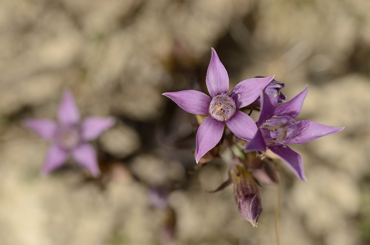 David Plant Photography - Wildlife Photography - Chiltern gentian - K.jpg - Chiltern gentian from above - Bedfordshire
