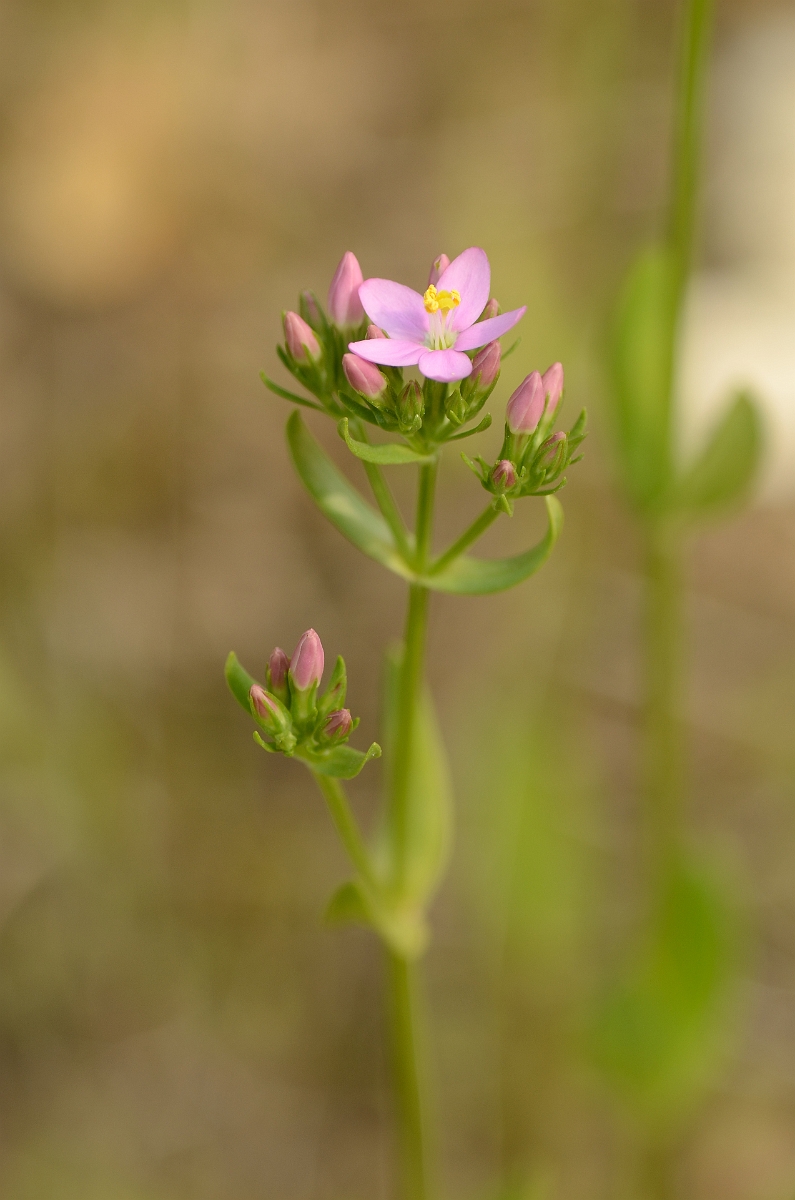 David Plant Photography - Wildlife Photography - Common centaury - A.jpg - Common centaury - Norfolk