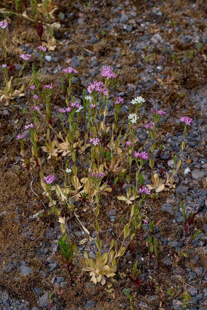 David Plant Photography - Wildlife Photography - Common centaury - C.jpg - Common centaury - Cambridgeshire