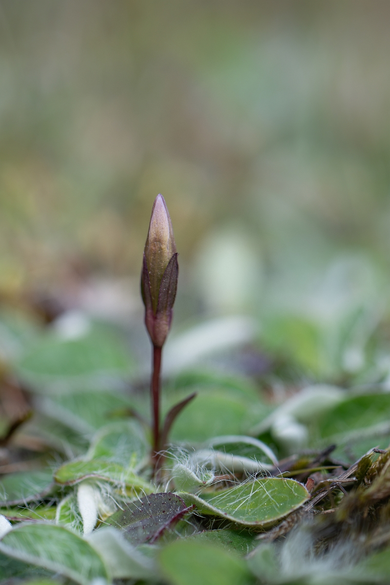 David Plant Photography - Wildlife Photography - Early gentian - B.jpg - Early gentian - Hampshire