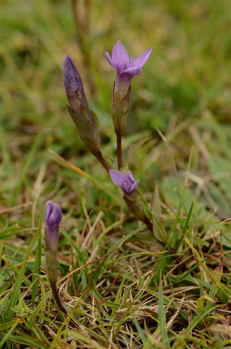 David Plant Photography - Wildlife Photography - Field gentian - B.jpg - Field gentian - Hampshire