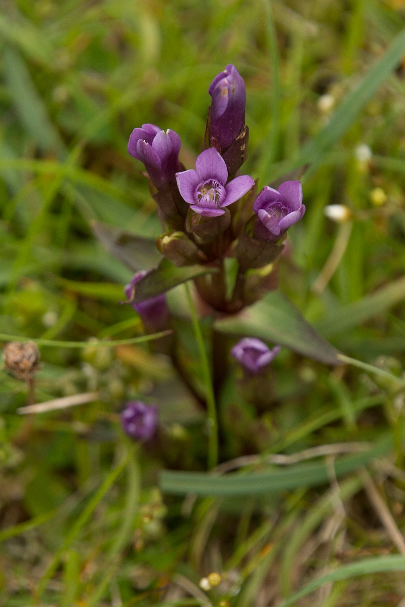 David Plant Photography - Wildlife Photography - Field gentian - F.jpg - Field gentian - Sutherland