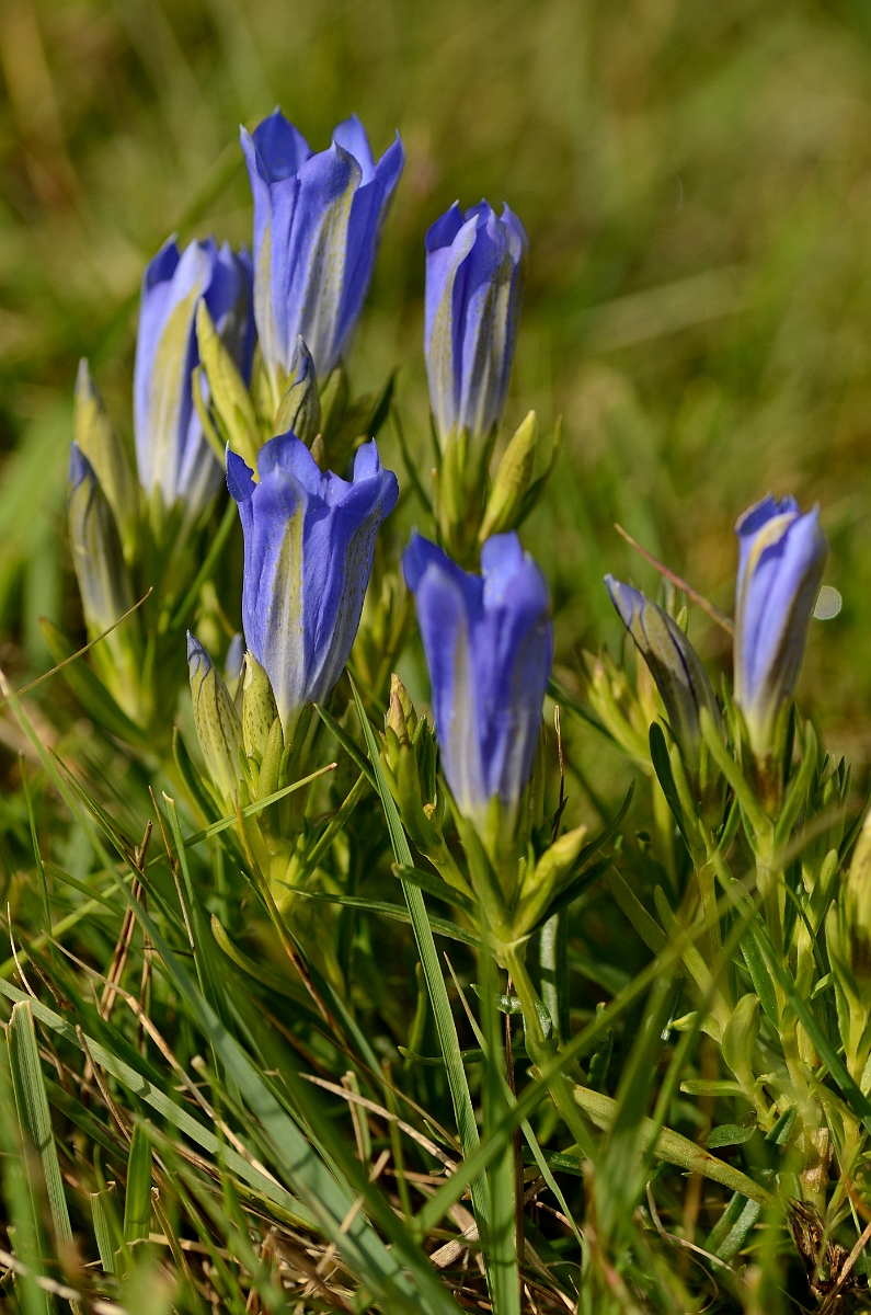 David Plant Photography - Wildlife Photography - Marsh gentian - B.jpg - Marsh gentian - Hampshire