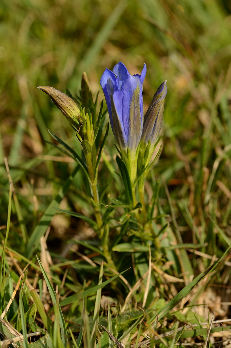 David Plant Photography - Wildlife Photography - Marsh gentian - C.jpg - Marsh gentian - Hampshire