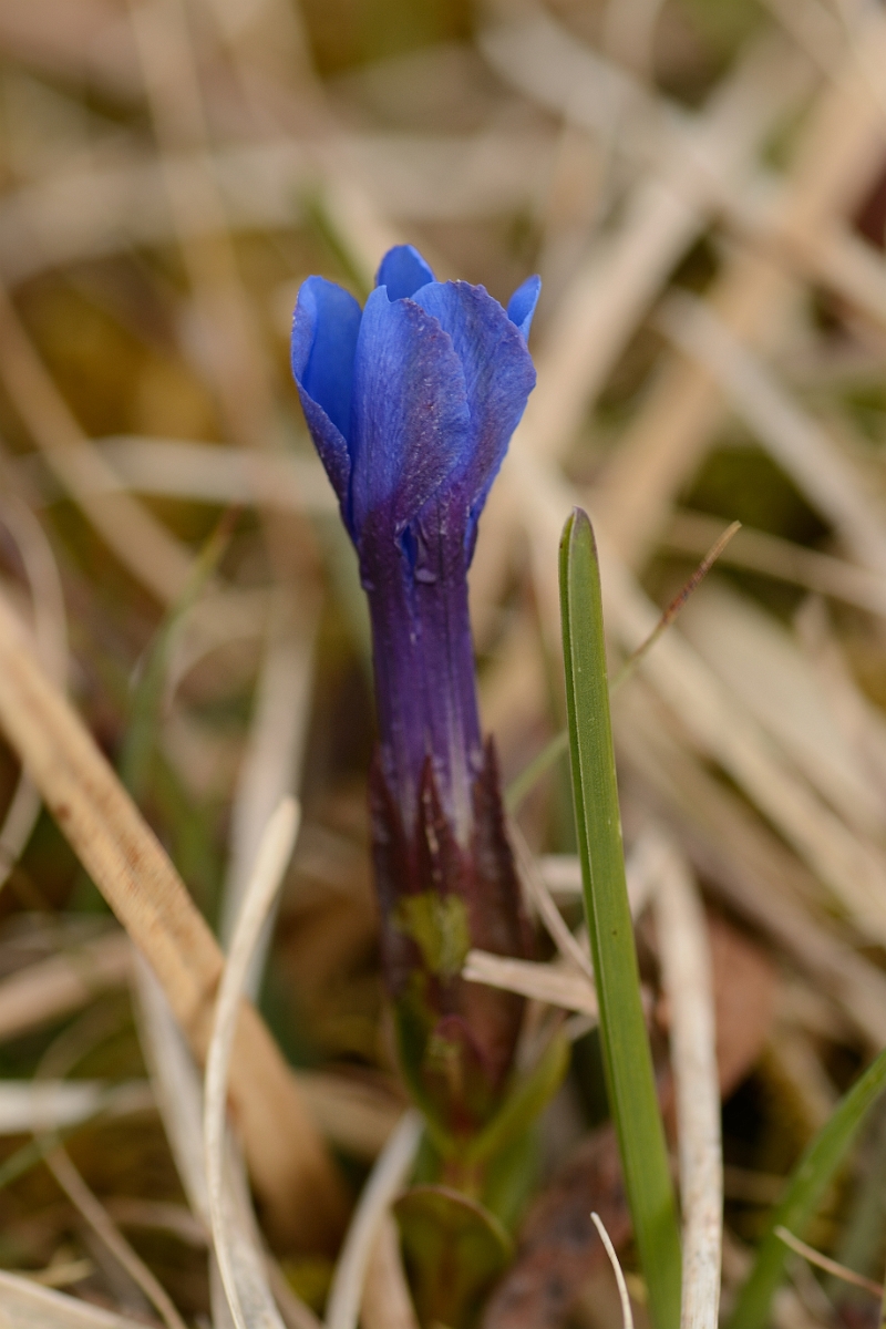 David Plant Photography - Wildlife Photography - Spring gentian - A.jpg - Spring gentian - County Durham