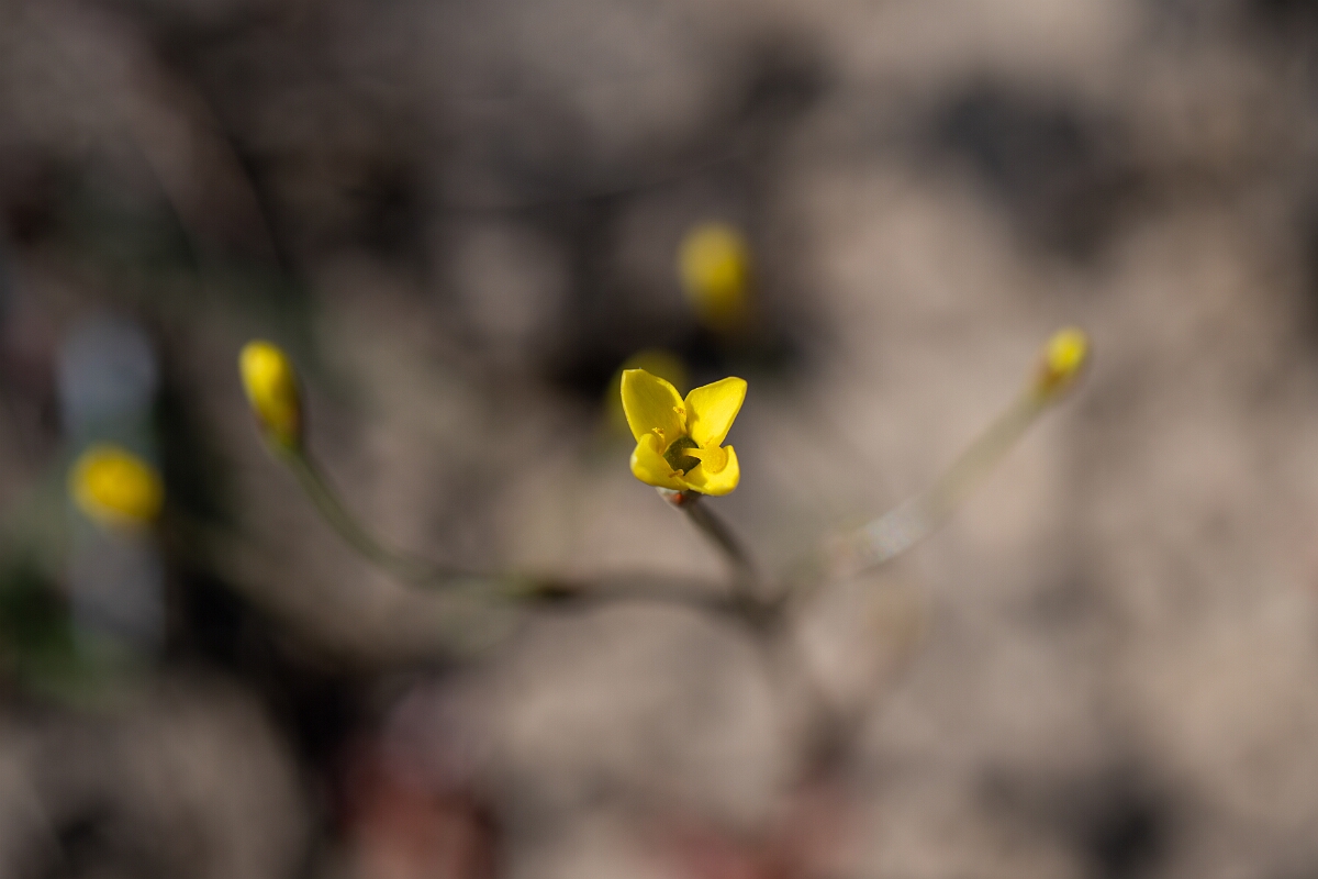 David Plant Photography - Wildlife Photography - Yellow centuary - C.jpg - Yellow centuary - Cornwall