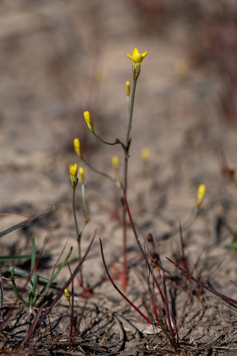 David Plant Photography - Wildlife Photography - Yellow centuary - D.jpg - Yellow centuary - Cornwall