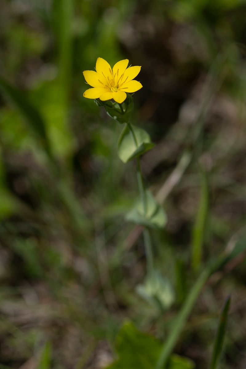 David Plant Photography - Wildlife Photography - Yellow-wort - A.JPG - Yellow-wort - Kent