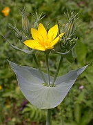 David Plant Photography - Wildlife Photographer - Yellow-wort flower - A