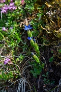 David Plant Photography - Wildlife Photography - Alpine gentian - B