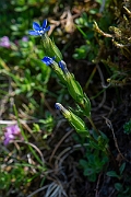 David Plant Photography - Wildlife Photography - Alpine gentian - C