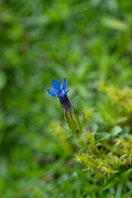 David Plant Photography - Wildlife Photography - Alpine gentian - D